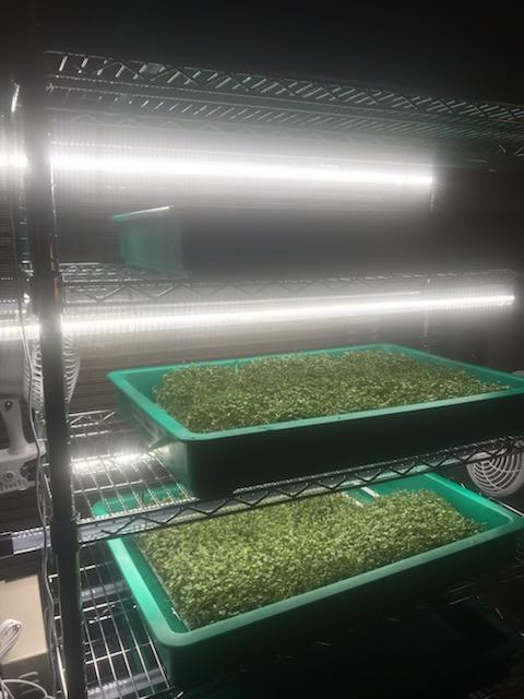 Showing the equipment and racks holding trays of broccoli microgreens